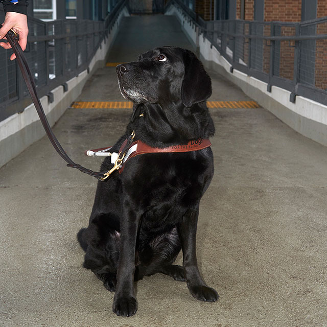 Guide Dog